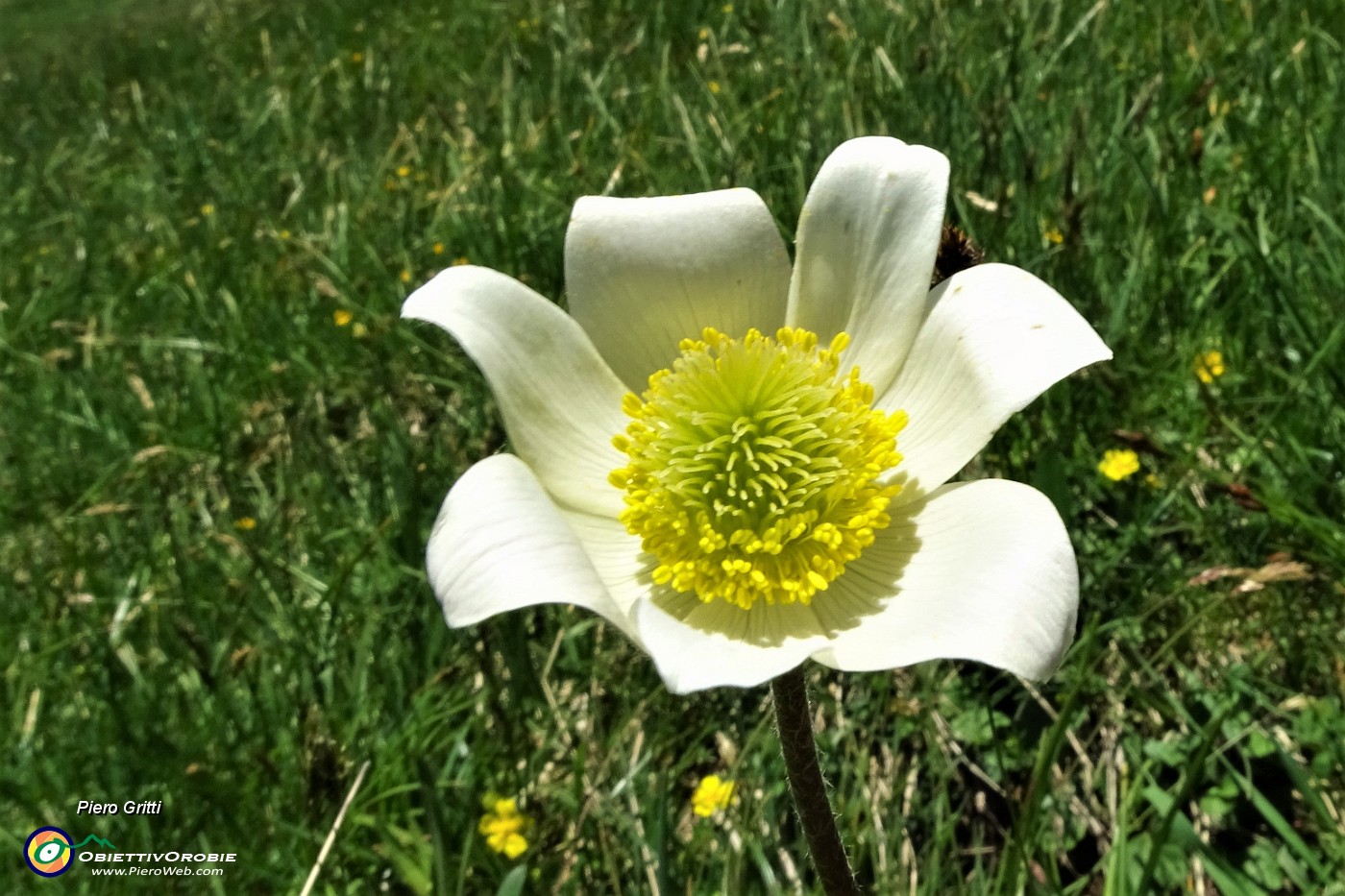 91 Pulsatilla alpina (Pulsatilla alpina).JPG